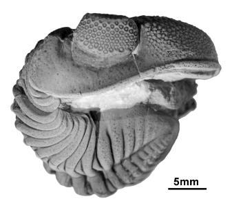 Phacops_rana_lateral_specimen